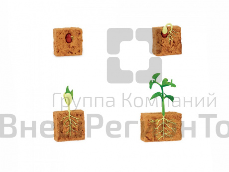 Фигурки Жизненный цикл зеленой фасоли 4 шт..
