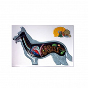 Модель барельефная "Внутреннее строение собаки"