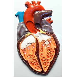 Барельефная модель «Строение сердца человека»
