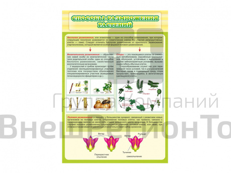 Стенд Способы размножения растений.