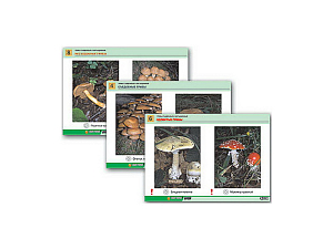 Раздаточные таблицы «Грибы: съедобные и несъедобные», A4