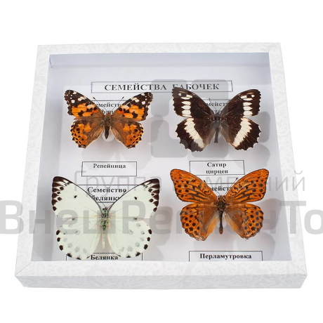 Коллекция энтомологическая "Семейство бабочек".