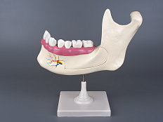 Модель "Строение челюсти человека"