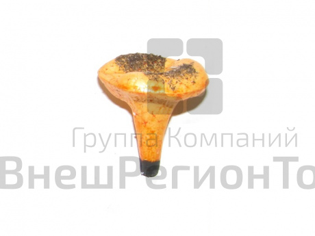 Муляж Гриб лисичка.