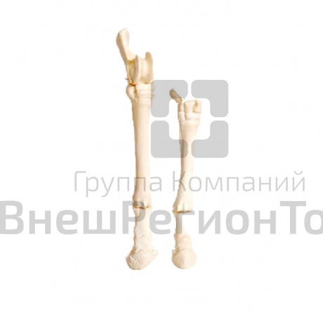 Скелет конечности лошади (передняя и задняя) на подставке.