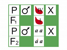 Модель "Генетика групп крови" (раздаточная)
