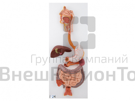 Модель пищеварительной системы, 3 части.