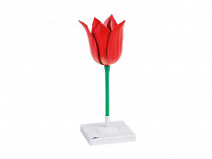 Модель цветка тюльпана