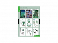 Таблицы "Растение - живой организм" 4 шт.
