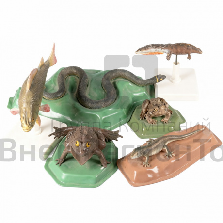 Комплект моделей "Позвоночные животные".