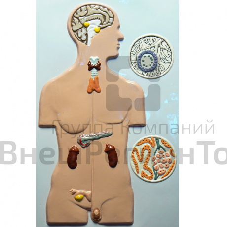 Модель барельефная "Железы внутренней секреции человека".