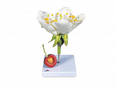 Модель цветка черешни с плодом