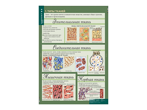 Набор учебных таблиц «Человек» для 8–9 классов, 12 шт.