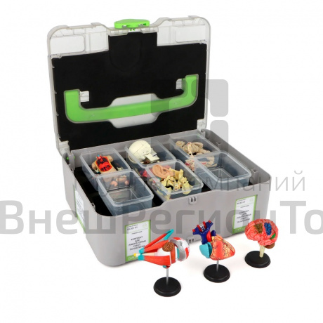 Учебный набор "Анатомия в деталях", ученический.