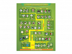 Стенд Эволюция органического мира