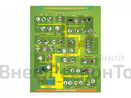 Стенд Эволюция органического мира.