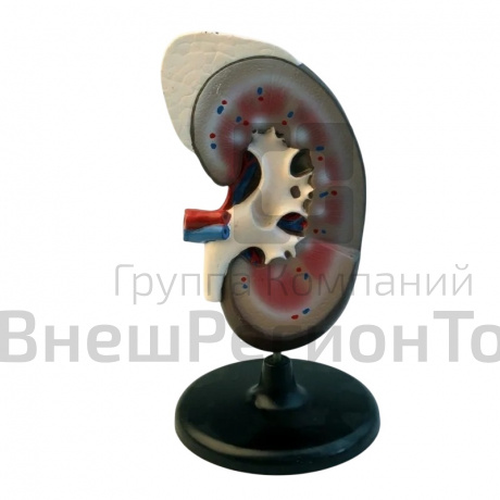 Модель "Почка" (увеличенная).