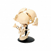 Модель "Кости черепа" (смонтированный на одной подставке)