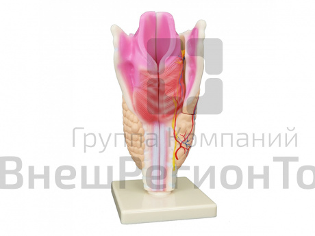 Модель "Гортань в разрезе".