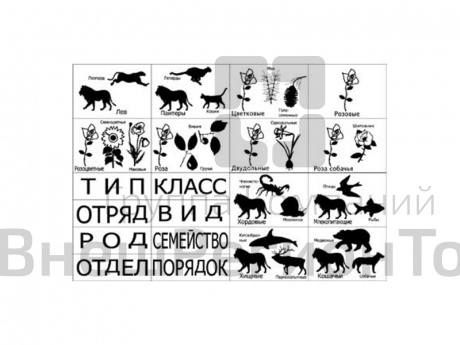 Модель "Классификация растений и животных".