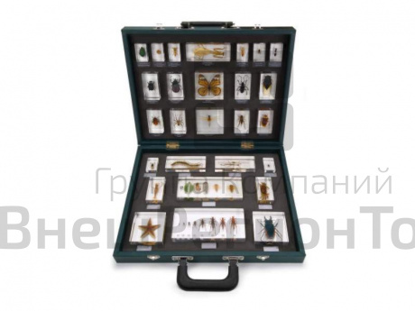 Учебно-наглядное пособие: 27 беспозвоночных.