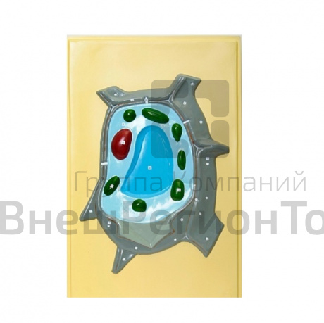 Модель барельефная "Растительная клетка" .