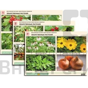 Комплект таблиц "Растения" (21 шт.) (лам.).