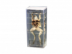 Влажный препарат Внутреннее строение лягушки