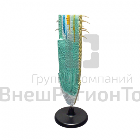 Модель "Корень растения".