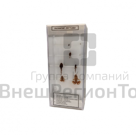 Влажный препарат Развитие лягушки.