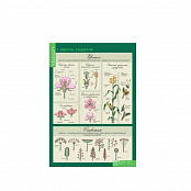 Комплект таблиц "Размножение цветковых растений" (21 шт.)  (лам.)