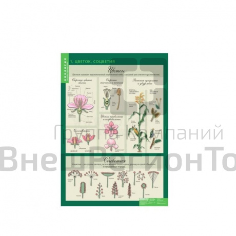Комплект таблиц "Размножение цветковых растений" (21 шт.)  (лам.).