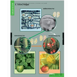 Комплект таблиц «Вещества растений. Клеточное строение» — 12 шт.
