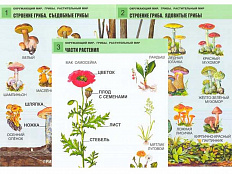 Комплект таблиц Окружающий мир. Грибы. Растительный мир 12 шт.