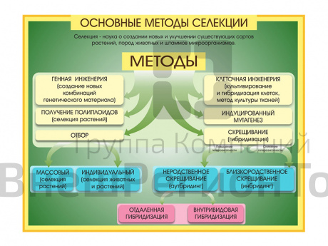 Стенд Методы селекции и биотехнологии.