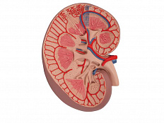 Базовая модель сечения почки