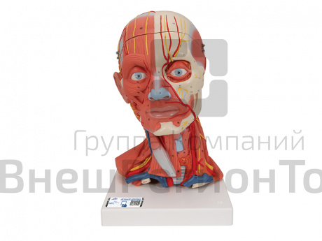 Модель мускулатуры головы и шеи, 5 частей.