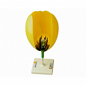 Модель цветка тюльпан