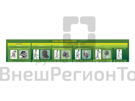 Стенд-лента Эволюция человека 200х30 см.
