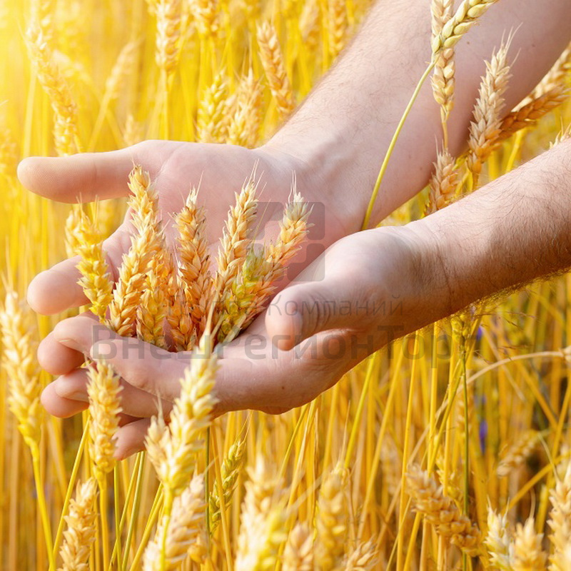 Комплект лабораторного оборудования "Сельскохозяйственные культуры".