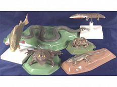 Комплект моделей "Позвоночные животные"