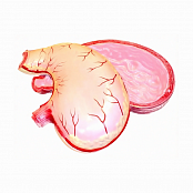 Модель желудка в разрезе