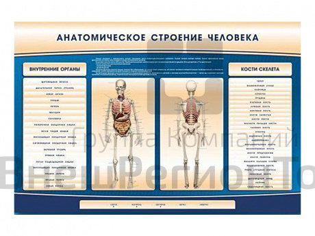 Электрифицированный стенд-тренажер c макетом скелета "Анатомическое строение человека".