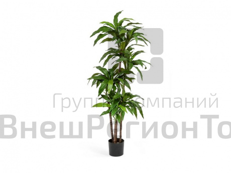 Драцена.