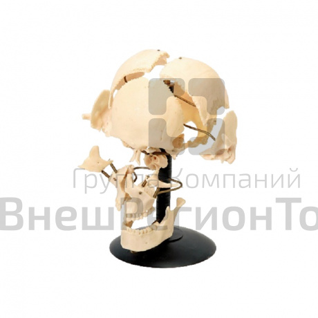 Модель "Кости черепа" (смонтированный на одной подставке).