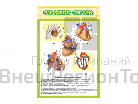 Стенд Строение сердца.