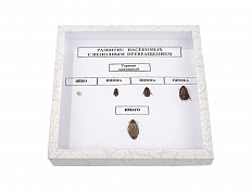 Коллекция "Развитие насекомых с неполным превращением"