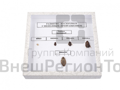 Коллекция "Развитие насекомых с неполным превращением".