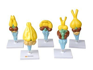 Комплект моделей строения мозга позвоночных