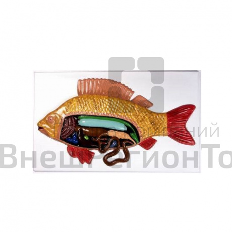Модель барельефная "Внутреннее строение рыбы".